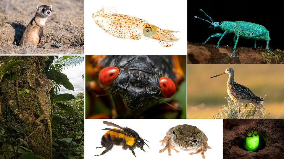 Collage of photos of different types of wildlife