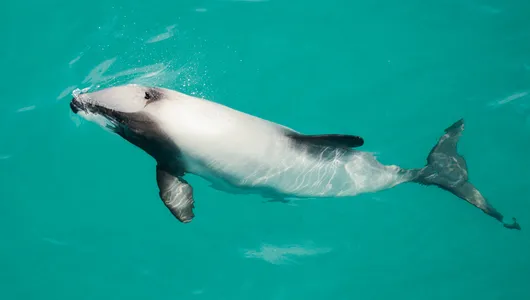 Hector's dolphin with its small frame and distinct white and black pattern comes up for air