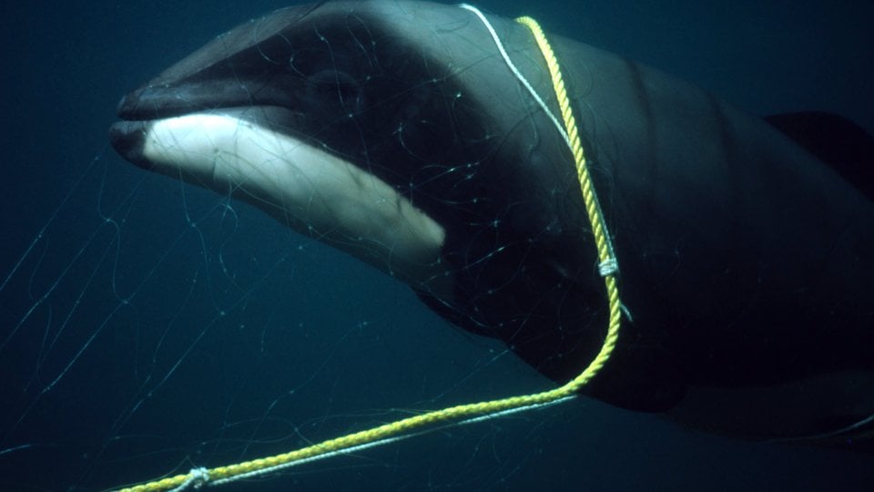 A sleek Hector's dolphin in dark water, trapped by the webbing of a gillnet around its head