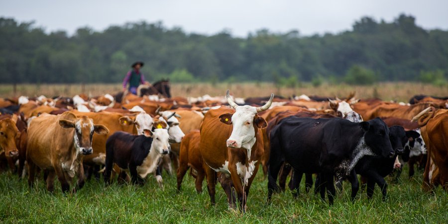 Herding cattle at El Cachepé Ranch and Wildlife refuge. La Eduvigis, Gran Chaco region, Northern Argentina.
