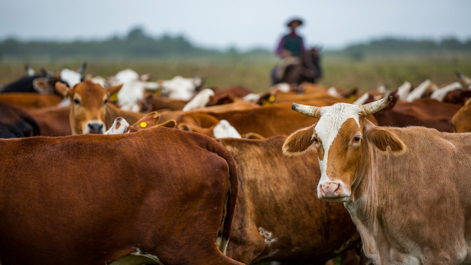 herding cattle in the gran chaco