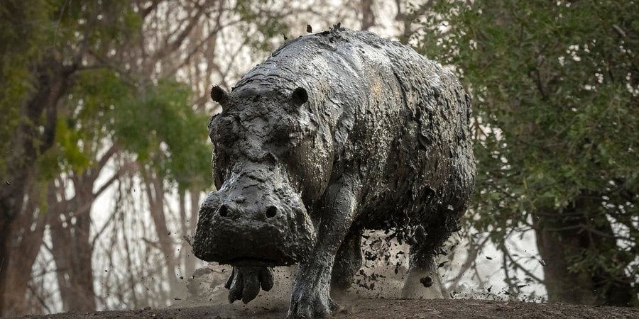Muddy hippo charges at the camera