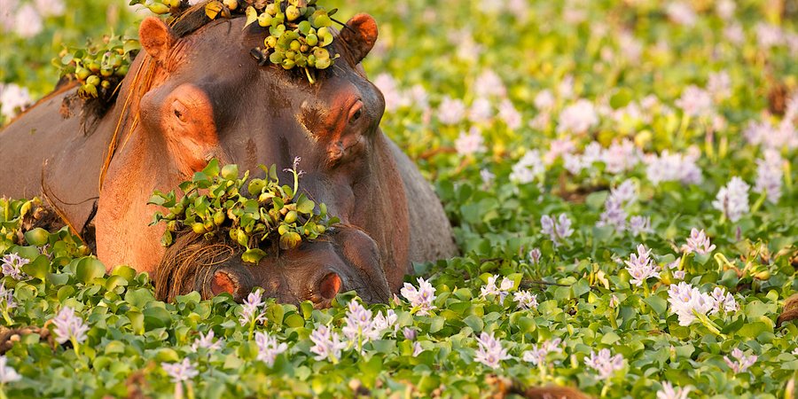 A hippo peeking out of water vegetation