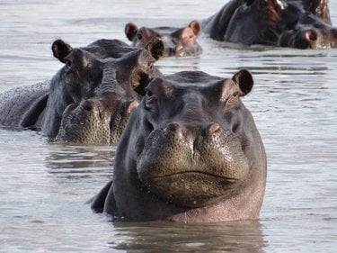 Four hippos with their heads above the surface of water