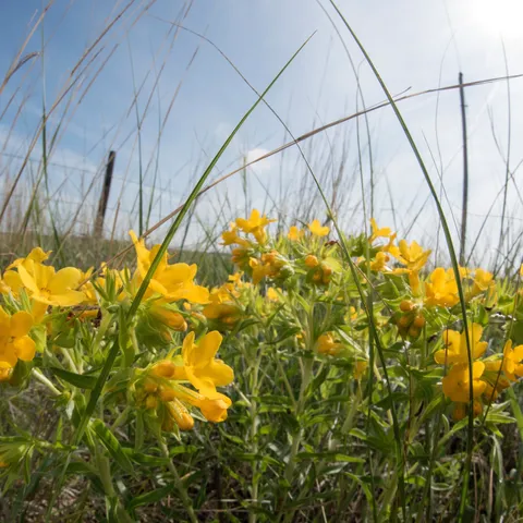 close up of flowering hoary puccoon plant in grasslands of Nebraska