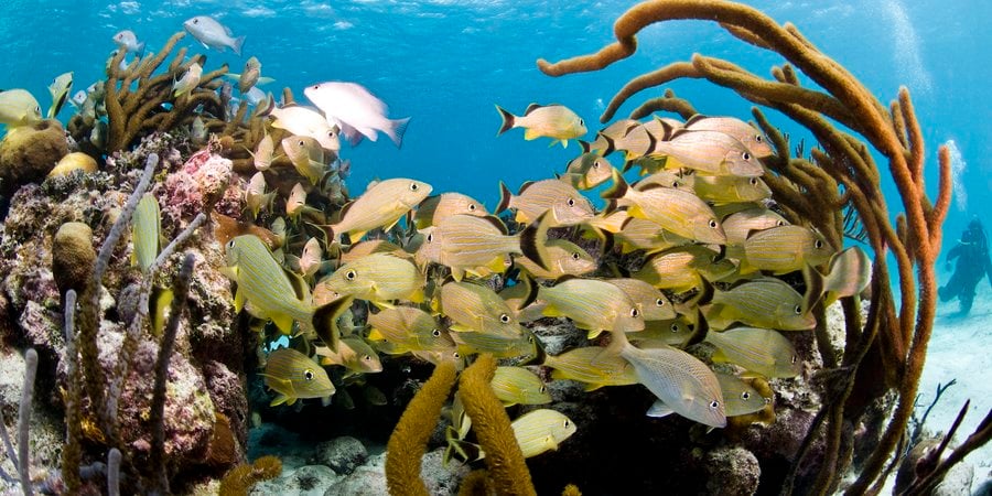A school of fish swim amongst soft coral sponges and the reef at Hol Chan Marine Reserve, Ambergris caye, Belize.