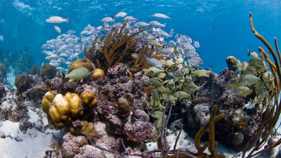 Fish and coral. Hol Chan Marine Reserve, Ambergris caye, Belize, Central America.
