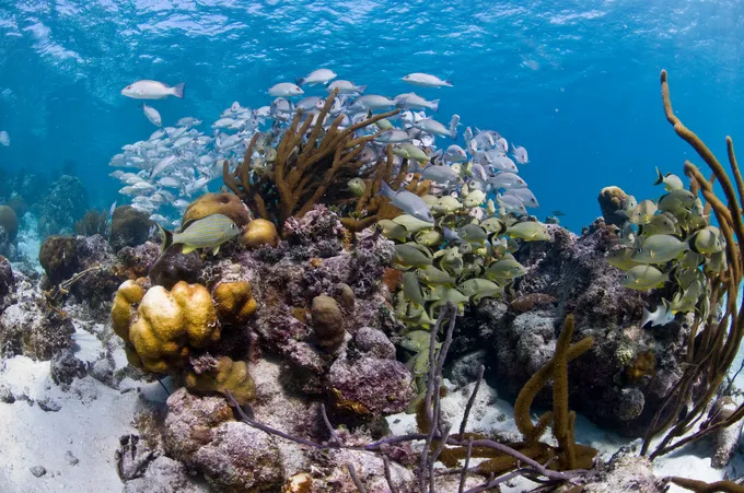 Fish and coral. Hol Chan Marine Reserve, Ambergris caye, Belize, Central America.