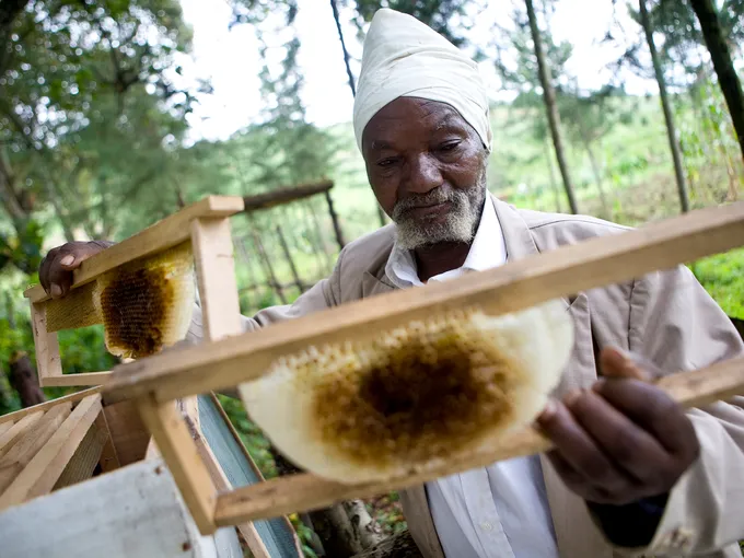 A man in a white head covering and cloak tends to his honey collecting work.