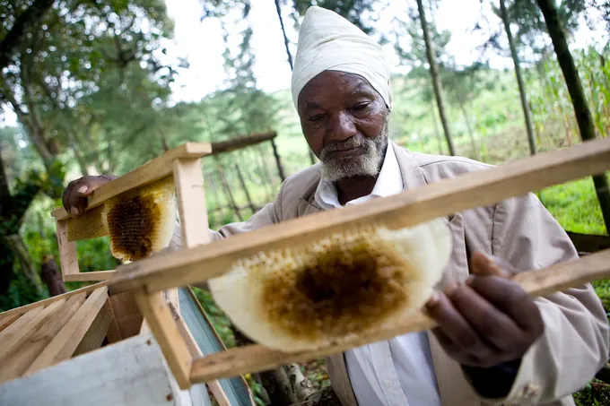 A man in a white head covering and cloak tends to his honey collecting work.