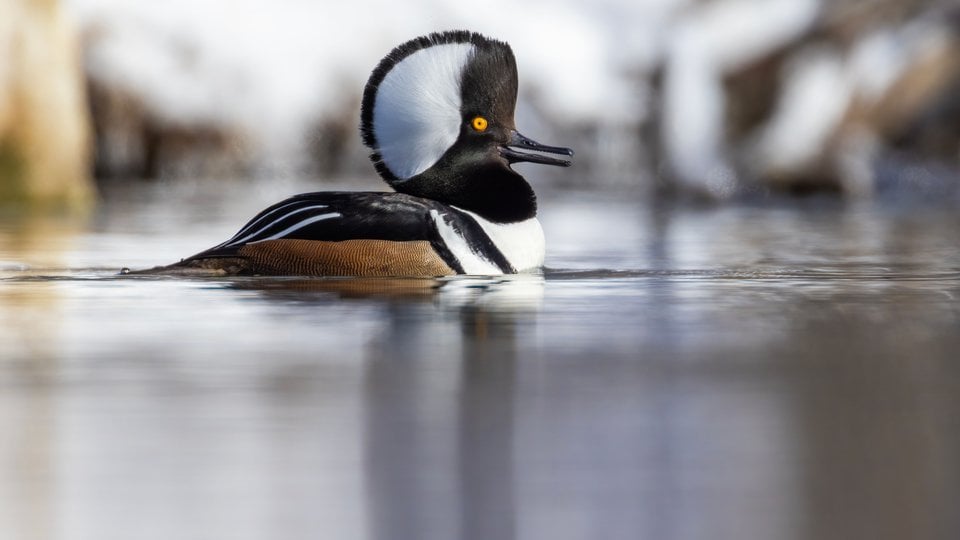 A hooded merganser with a black and white head and brown feathers swims in a pond