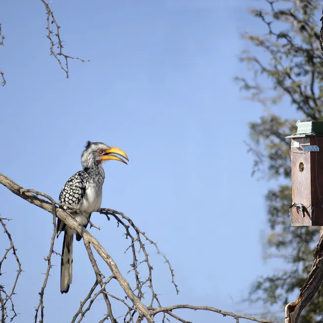 A bird with a long beak is perched on a branch without leaves