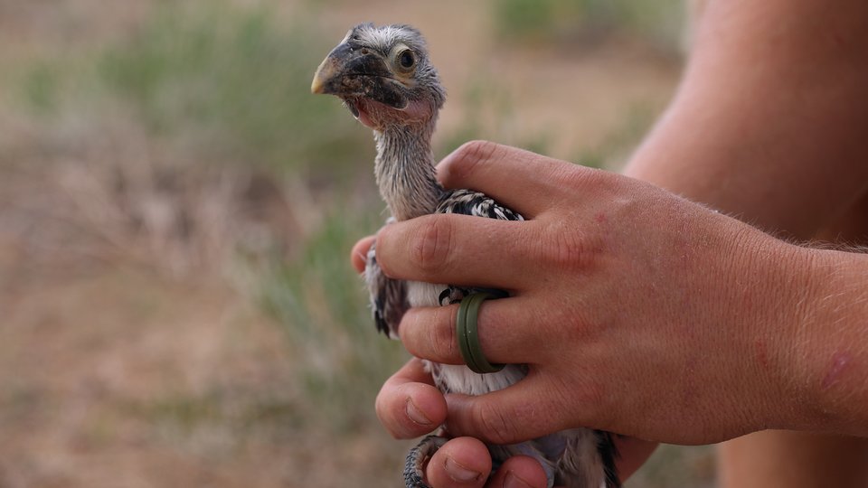 Hornbill fledgeling