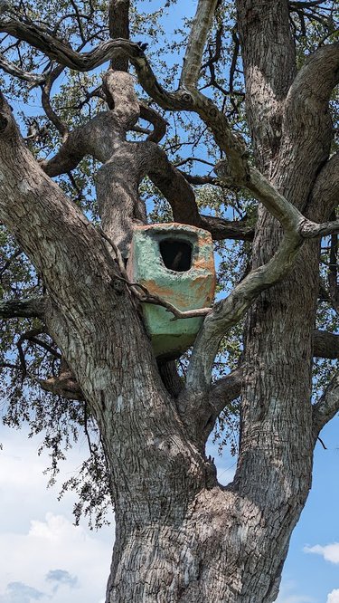 A weathered green box with a hole in it, nestled between two sturdy tree branches