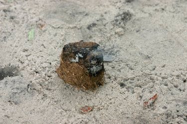 A burning chili bomb pellet that is the mixture of dried elephant dung and hot chilli.