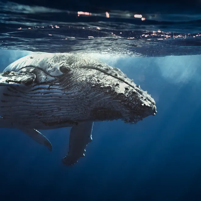 Underwater photo of humpback whale