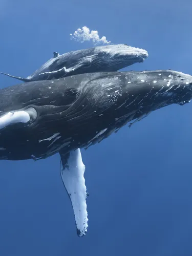 Humpback whale (Megaptera novaeangliae) calf 'Tahafa' male with injured pectoral fin and scarred body, with mother. Vava'u, Tonga, Pacific Ocean.