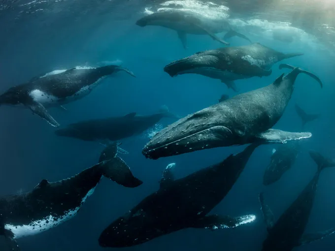 Humpback whales swim beneath the surface of the ocean