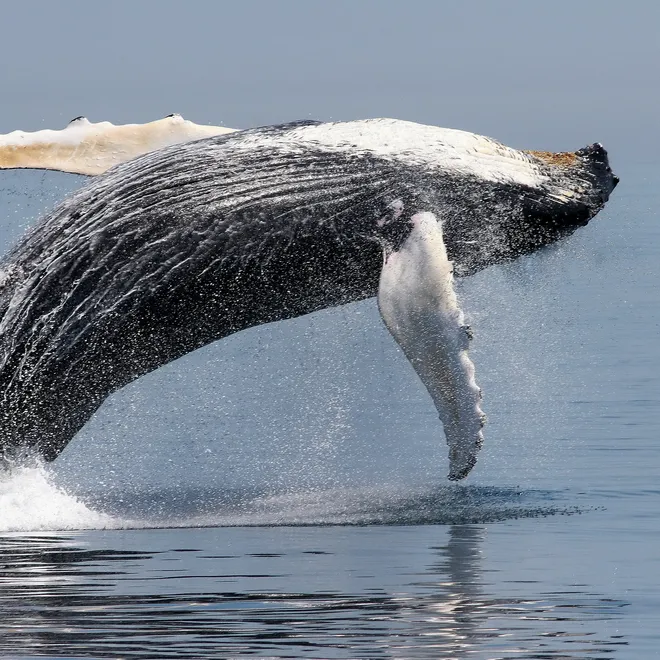 A humpback whale marvelously breaches out of the water.