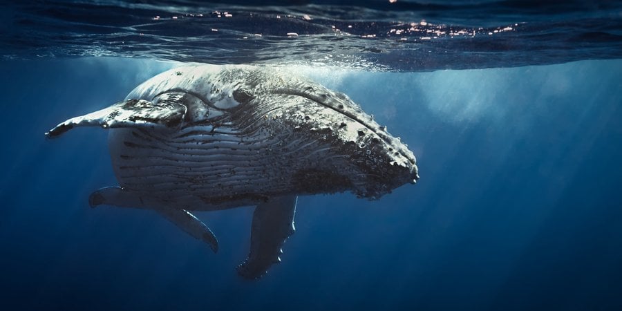 Underwater photo of humpback whale