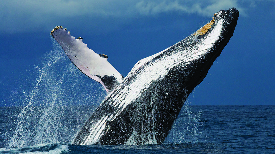 Whales and the Plastics Problem | WWF