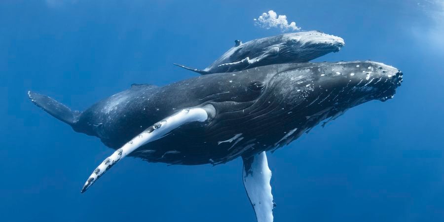 Humpback whale (Megaptera novaeangliae) calf 'Tahafa' male with injured pectoral fin and scarred body, with mother. Vava'u, Tonga, Pacific Ocean.