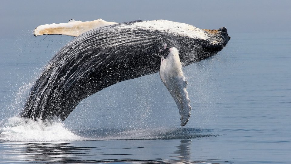 A humpback whale marvelously breaches out of the water.