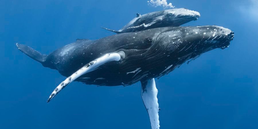 A baby humpback whale glides along its mother's back underwater
