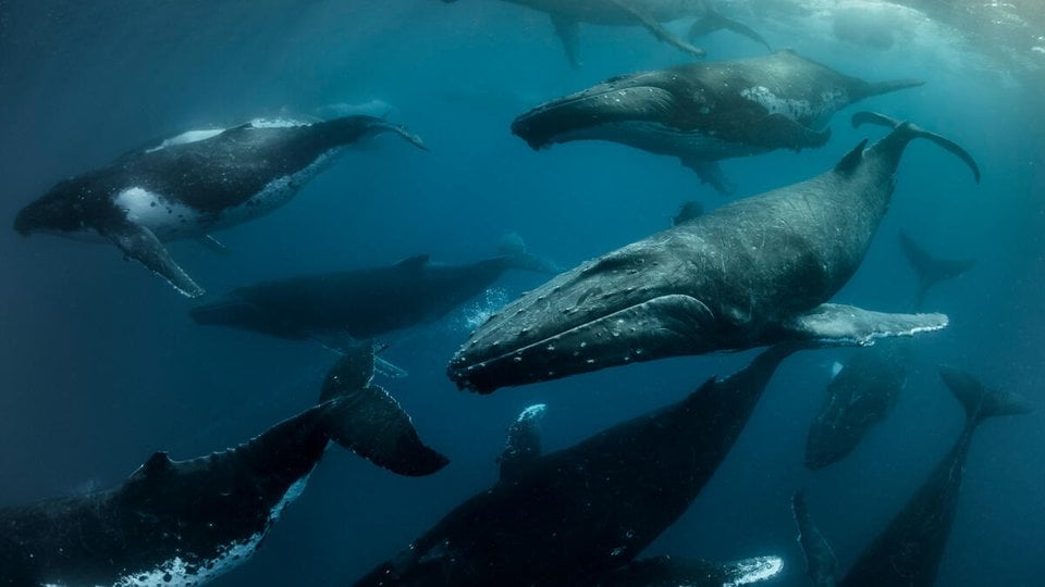 Humpback whales swim beneath the surface of the ocean