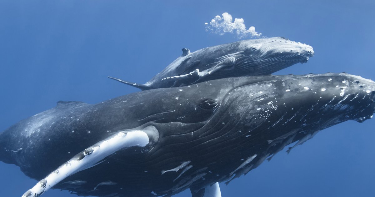 Whale WWF