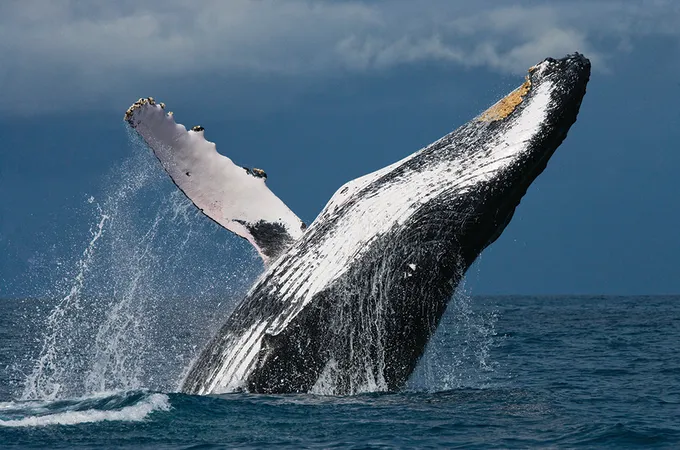 A breaching humpback whale off the coast of Madagascar