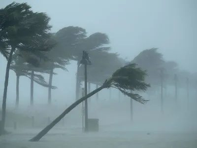 Trees bend in the tropical storm wind along North Fort Lauderdale Beach Boulevard as Hurricane Irma hits the southern part of the state in Fort Lauderdale, Florida.