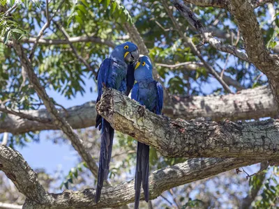 Two large blue birds with yellow beaks leaning toward each other on a tree branch.