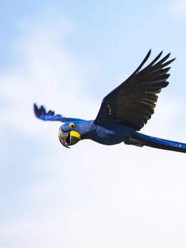 A large blue and yellow bird soaring against a blue sky.