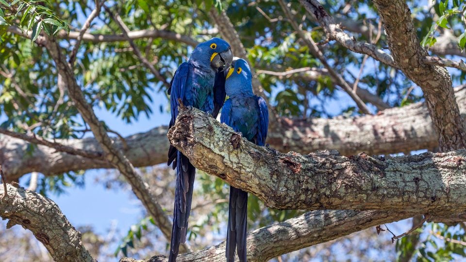 Two large blue birds with yellow beaks leaning toward each other on a tree branch.