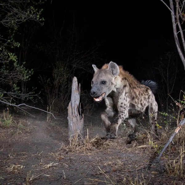A hyena captured on camera at night
