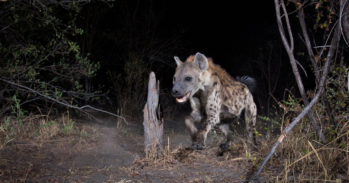 Tracking Spotted Hyenas: SH2's Journey Across Namibia | World