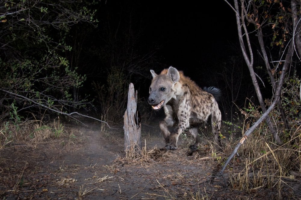 Tracking Spotted Hyenas: SH2's Journey Across Namibia | World