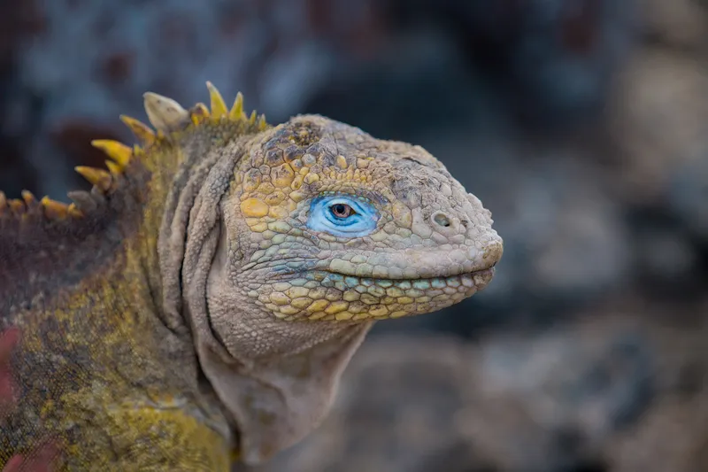 An iguana with bright blue skin around his eye
