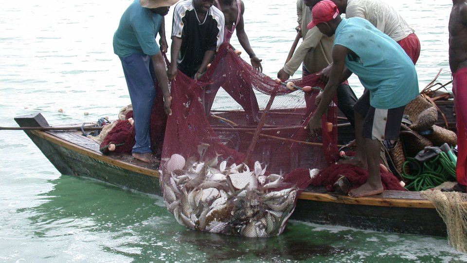A group of people hauling a net full of fish on a small boat over green water.