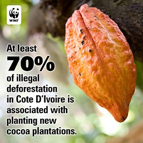 A cocoa bean with text over it reading "At least 70% of illegal deforestation in Cote D'Ivoire is associated with planting new cocoa plantations."