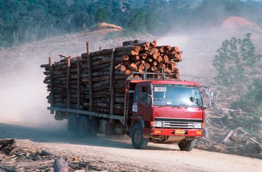 Illegal logging for paper industry and forest clearing for Palm oil plantation. TESSO NILO Plantation Riau, Sumatra, Indonesia