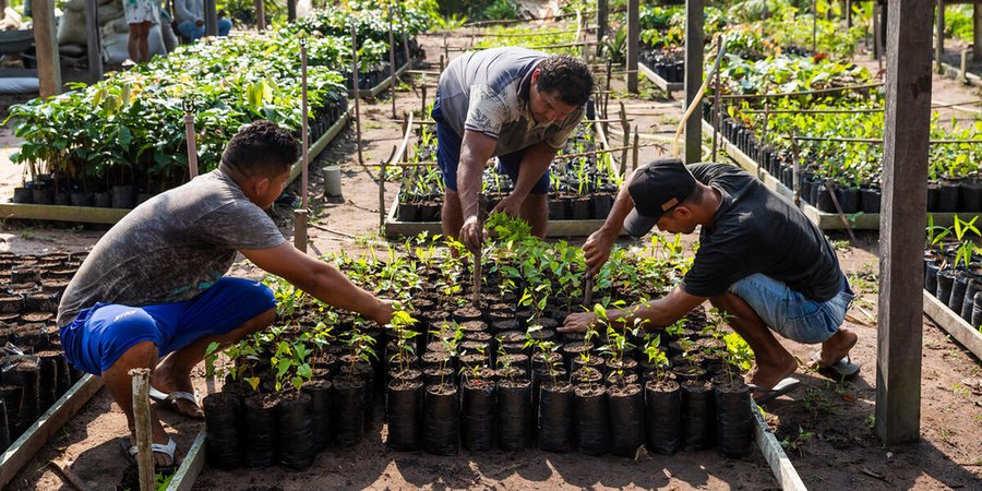 Three farmers tend to several seedlings in a nursery.