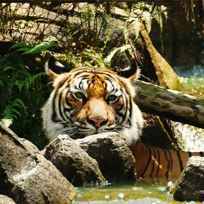 Indochinese tiger (Panthera tigris corbetti) is only found in the Greater Mekong region of Southeast Asia, including Cambodia, Myanmar, Laos, Thailand, and Vietnam.