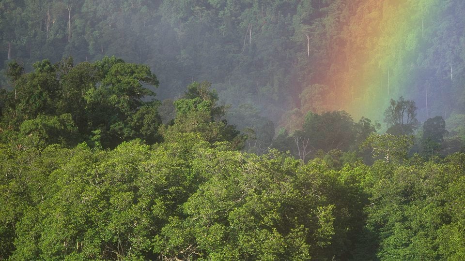 Indonesian tropical rainforest with a rainbow in the background.