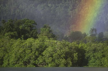 Indonesian tropical rainforest with a rainbow in the background.