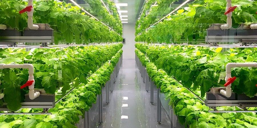 Plants growing indoors on racks