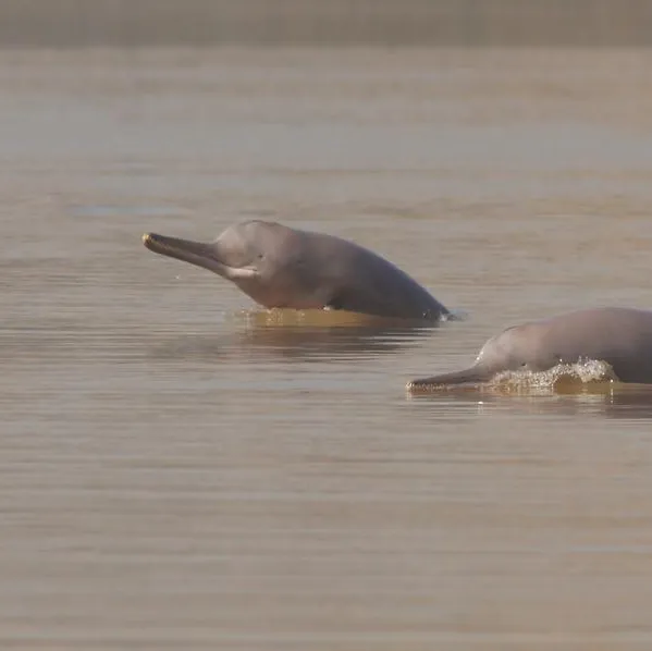photo of two Indus River dolphins surfacing in the water