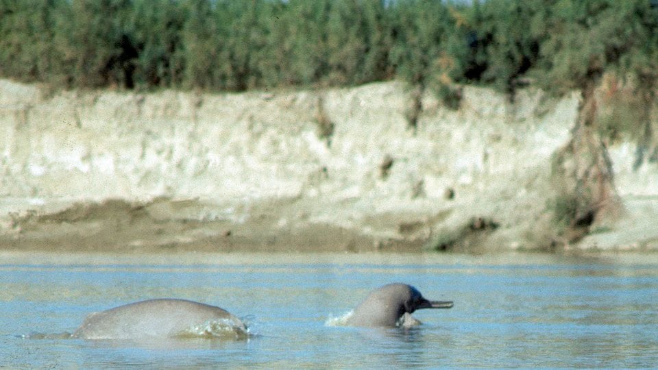 Two Indus River dolphins breach the swim along the water.