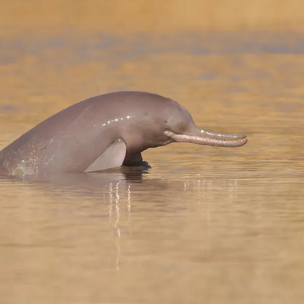 A gray river dolphin's head breaches the water